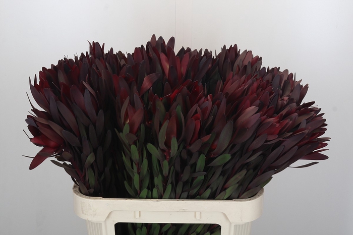 Leucadendron Saf Sunset Dark R.