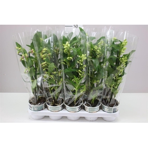 Dendrobium Nobile Mix 2 Stam