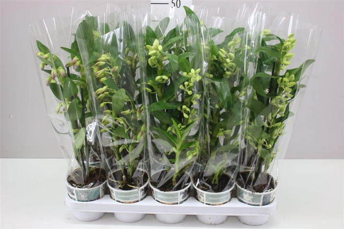 <h4>Dendrobium Nobile Mix 2 Stam</h4>