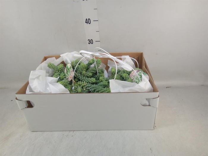 <h4>Sedum burrito</h4>