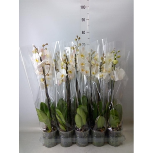 Phalaenopsis   ...