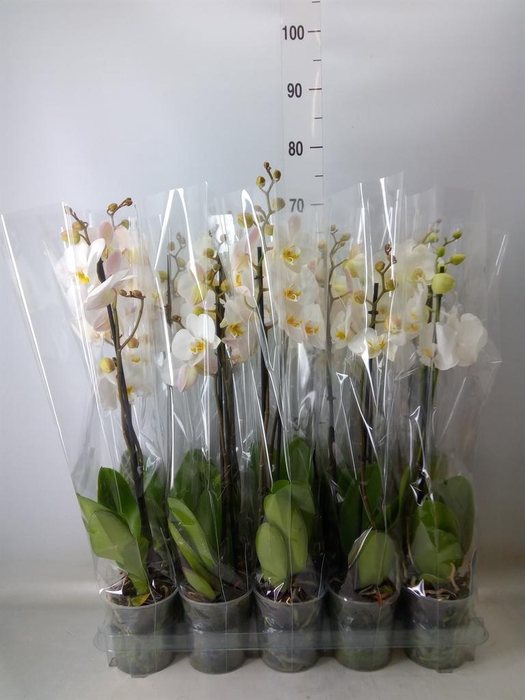 <h4>Phalaenopsis   ...</h4>