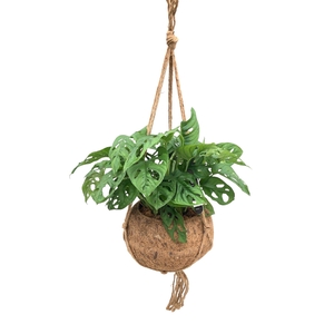 MONSTERA MONKEY LEAF