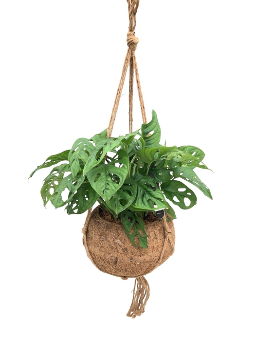 <h4>Kokodama XXL Monstera Monkey Mask</h4>