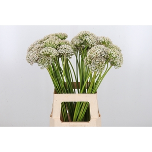 Allium Nigrum