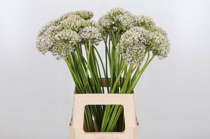 <h4>Allium Nigrum</h4>