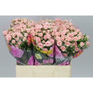 Rosa Tr Lydia