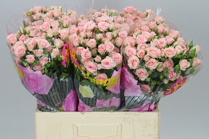 <h4>Rosa Tr Lydia</h4>