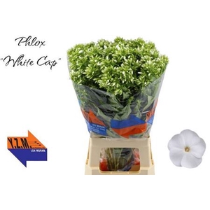 Phlox P Whitecap