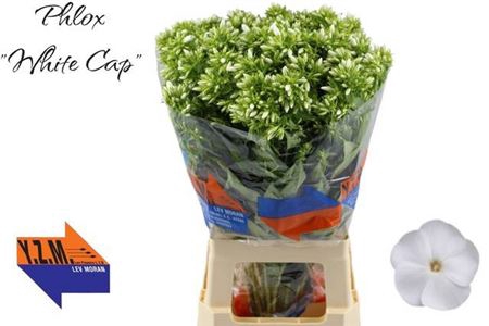 <h4>Phlox P Whitecap</h4>