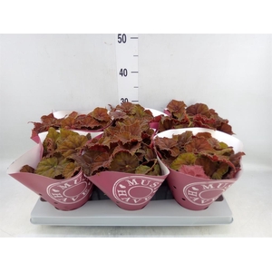 Begonia BD 'Beleaf Amber Love'