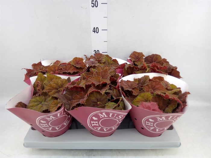 <h4>Begonia BD 'Beleaf Amber Love'</h4>