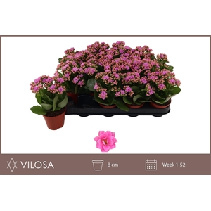 KAL GE ZETA LILAC