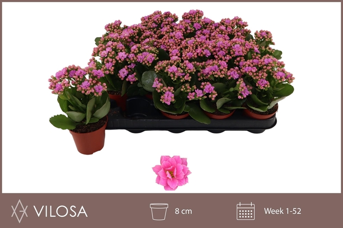<h4>KAL GE ZETA LILAC</h4>