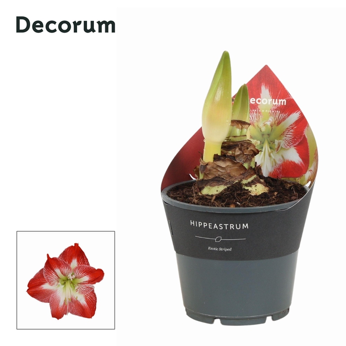 <h4>Amaryllis Exotic Striped 2 Knop Extra OP (Decorum)</h4>
