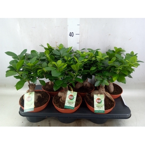 Ficus microcarpa 'Ginseng'