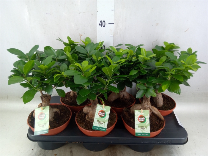 <h4>Ficus microcarpa 'Ginseng'</h4>