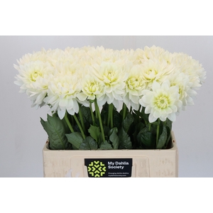 Dahlia Karma M. Zwaan