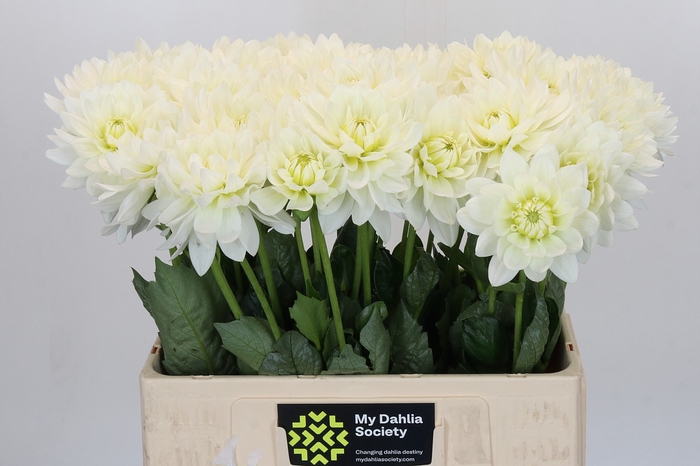 <h4>Dahlia Karma M. Zwaan</h4>