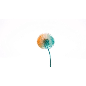 Dried Bleached Dandelion Regular Pink Orange