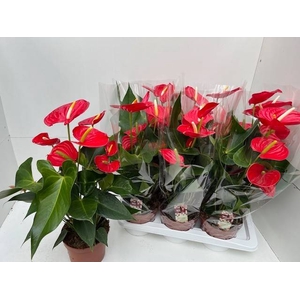 Anthurium Kentucky 17Ø 60cm 6fl