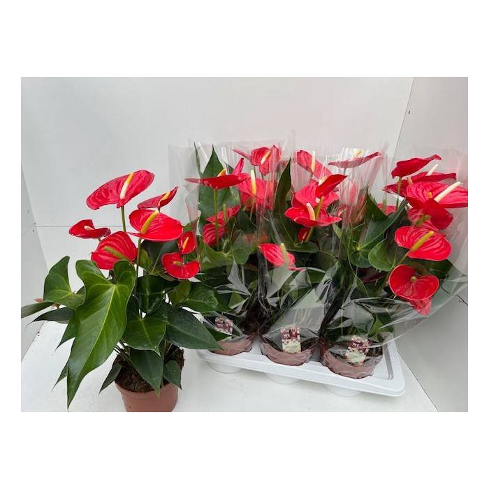 <h4>Anthurium Kentucky 17Ø 60cm 6fl</h4>