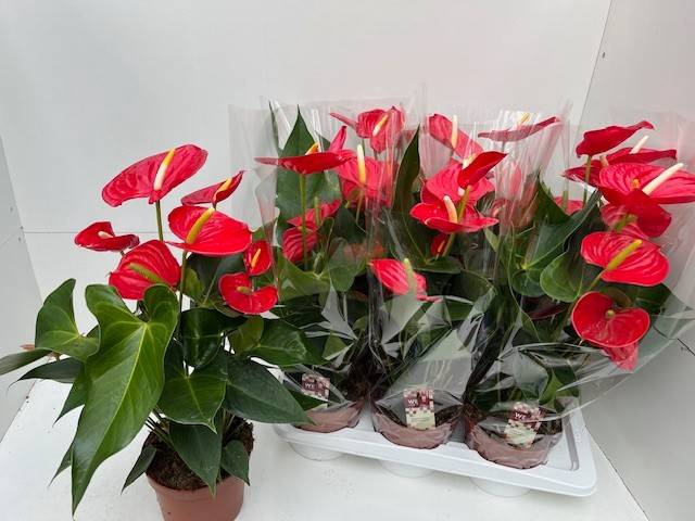 Anthurium Kentucky 17Ø 60cm 6fl