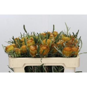 Banksia Dryandra