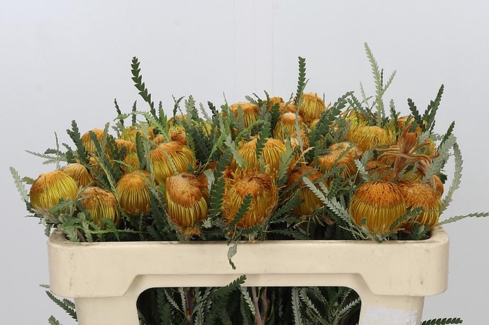 <h4>Banksia Dryandra</h4>
