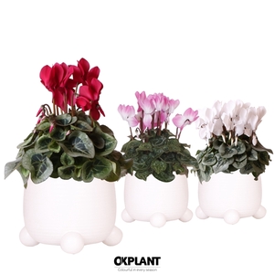 Cyclamen mix in Rolling pot white