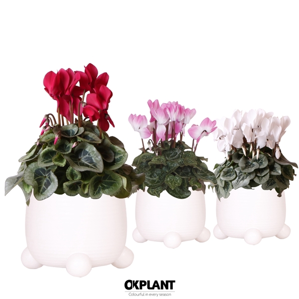 <h4>Cyclamen mix in Rolling pot white</h4>