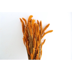 Dried Setaria X5 Orange Bunch