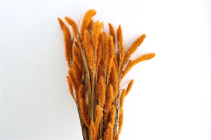<h4>Dried Setaria X5 Orange Bunch</h4>