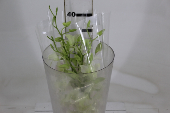 <h4>DENPHALAEN MACO MINIMO 30 FLORES</h4>