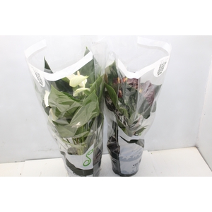 ANTHURIUM VARIADO P17