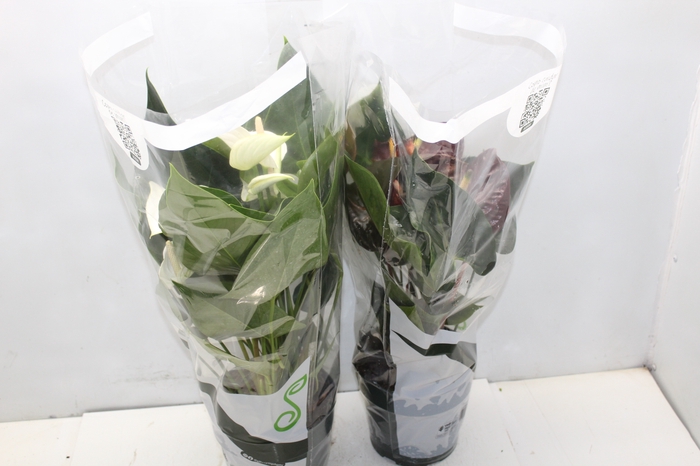 <h4>ANTHURIUM VARIADO P17</h4>