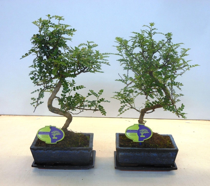 <h4>Zanthoxylum piperitum, 20cm., shape, with dip tray</h4>