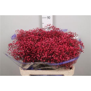Gyps Overtime Dark Red