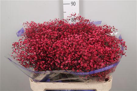 <h4>Gyps Overtime Dark Red</h4>