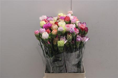 <h4>Di St Rainbow Mix</h4>