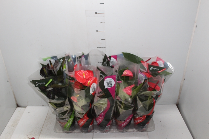 <h4>ANTHURIUM VARIADO P12</h4>