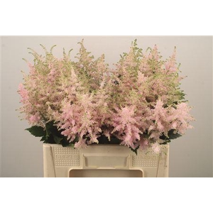 Astilbe Europa Light Pink