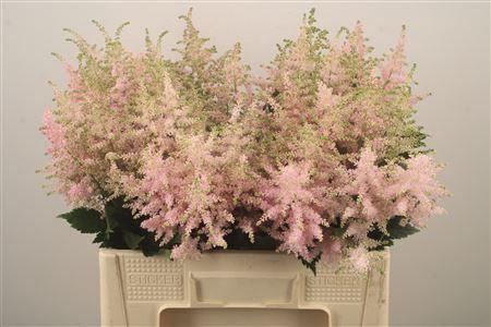 <h4>Astilbe Europa Light Pink</h4>