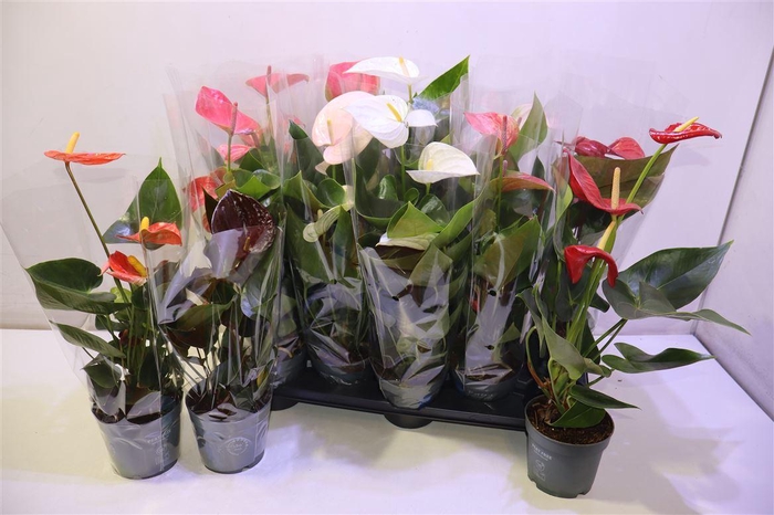 <h4>Anthu An Gem</h4>