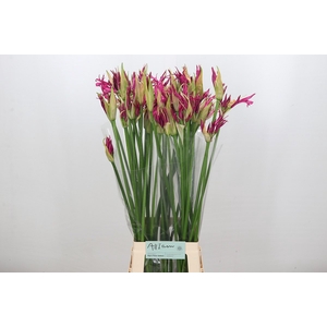 Nerine Katjana