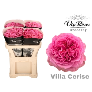 R GR VILLA CERISE