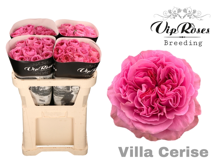 <h4>R GR VILLA CERISE</h4>