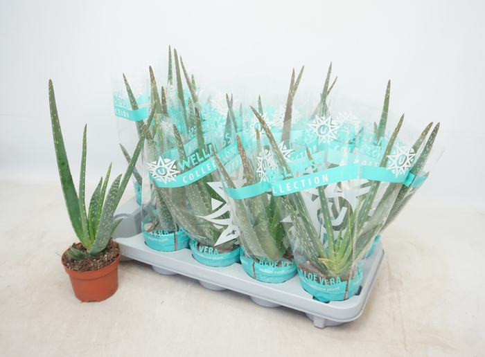 <h4>ALOE VERA</h4>