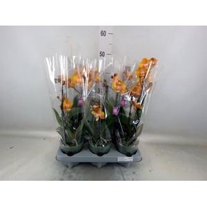 Phalaenopsis multi.   ...