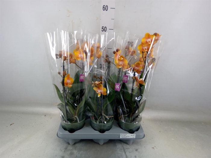 <h4>Phalaenopsis multi.   ...</h4>